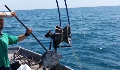 Изпълнителната агенция по рибарство и аквакултури ИАРА стартира масови проверки