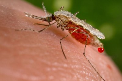 Комарите които пренасят малария се придвижват към затоплящите се райони