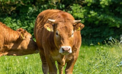 Дания трябва да се стреми да намали производството на говеждо