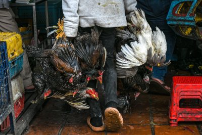 Камбоджа съобщи за заразени с птичи грип