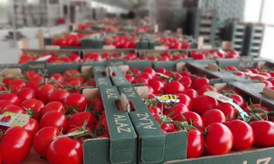 Турция спря износа на домати, България е в списъка