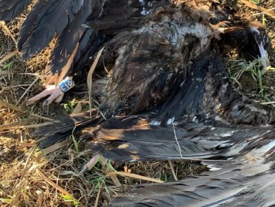 Еколози подозират убийство на черен лешояд след хранене с отровени