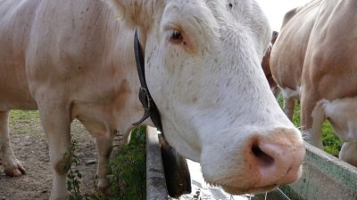 Случай на спонгиформна енцефалопатия по говедата или болест на лудата