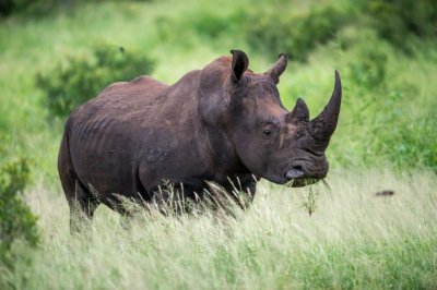Черен мъжки носорог се роди в чешкия сафари парк Двур