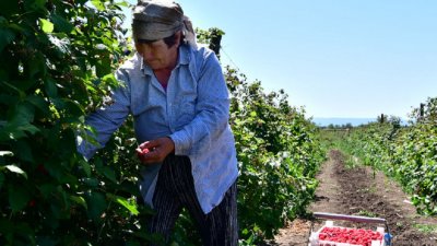 Българската асоциация на малинопроизводителите и ягодоплодните съобщи че планира организирането