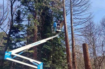 Три изсъхнали дървета в Южния парк ще бъдат превърнати в