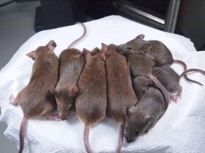 РЕВОЛЮЦИЯ: Мъжки мишки си родиха мишлeта