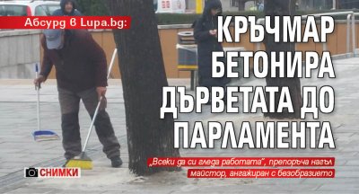 Абсурд в Lupa.bg: Кръчмар бетонира дърветата до парламента (СНИМКИ)