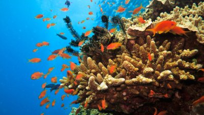 Все повече коралови рифове страдат от недостиг на кислород