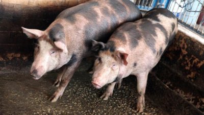 България регистрира най голям спад в броя на отглежданите свине и