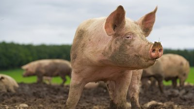 ЕК облекчи търговията със свине за някои райони в България