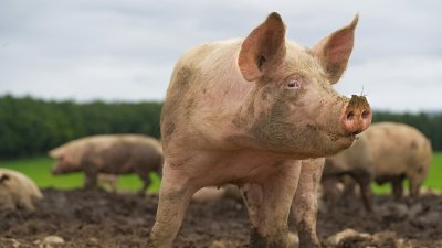 Държавите членки на Европейския съюз единодушно одобриха промяна в регионализацията