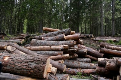 Десет пъти по високи глоби за незаконен дърводобив Санкциите са в