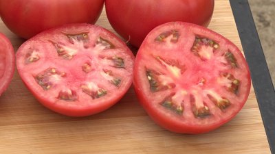 Първите български розови домати се очаква да се появят на