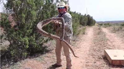Опасно хоби: Десетки ентусиасти ловиха гърмящи змии за забавление