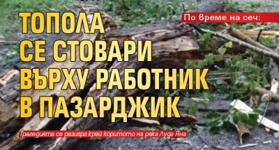 По време на сеч: Топола се стовари върху работник в Пазарджик