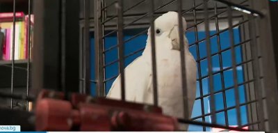 Папагал беглец вдигна на крак цял софийски квартал Птицата избягала