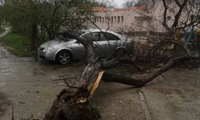 Дърво падна върху кола в Пловдив
