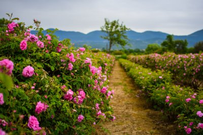 Български рози бяха засадени в гр Бърнаби Британска Колумбия Канада
