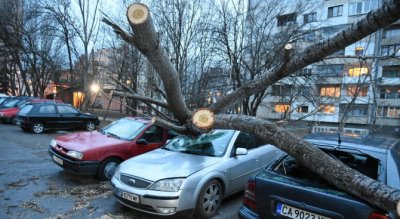 Бурята в София: 7 сигнала за паднали дървета 