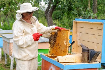 30% от пчеларите у нас фалират заради внос от Украйна