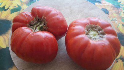 Фермер възстановява стари сортове български домати