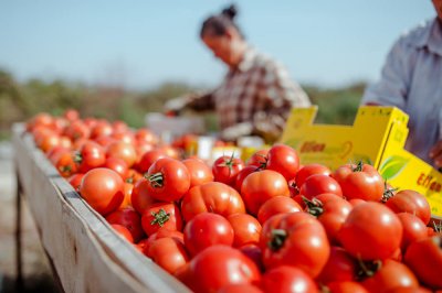 За 65 леи или 26 лева се продават румънските домати