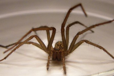 Паяци налазиха Великобритания