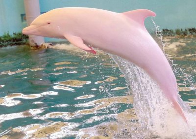 СЕНЗАЦИЯ! Розовият делфин Пинки роди (ВИДЕО)