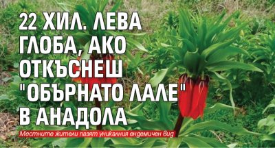 22 хил. лева глоба, ако откъснеш "обърнато лале" в Анадола