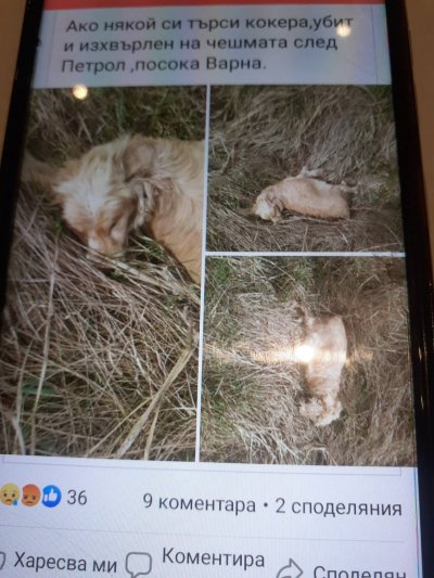 Ужас! Жена намери трупа на кремираното си куче