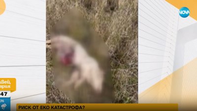 КОШМАР: Изхвърлиха трупове на прасета край Боровец 
