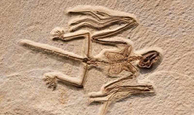 Два удивително запазени скелета на прилепи на 52 милиона години