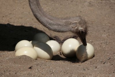 Яйца от щрауси са новият хит за Великден