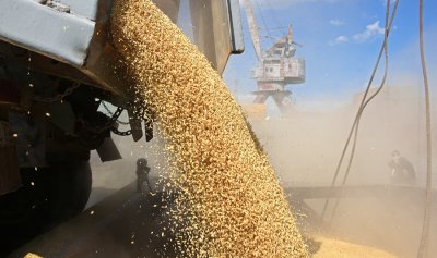 Да, вносът на зърно от Украйна срина пазара