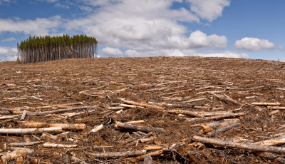 ЕП приема нов закон за борба с обезлесяването 