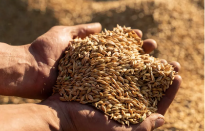 Румъния, България, Чехия, Полша, Словакия и Унгария с обща позиция относно зърнената криза