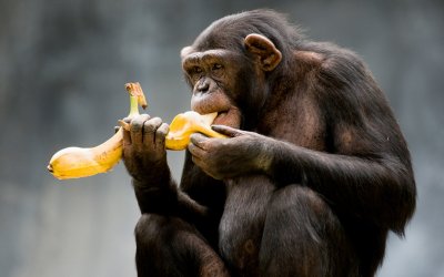 Защо не трябва да прекаляваме с бананите?