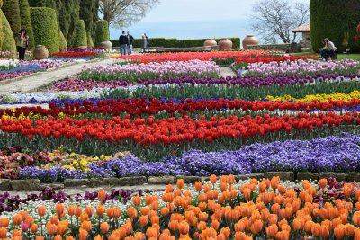 Парадът на лалетата започна в Ботаническата градина край Балчик В