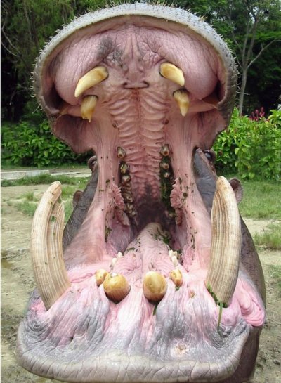 ТРАГЕДИЯ: Сгазиха хипопотам на Пабло Ескобар