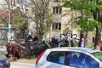Около 16 часа днес дърво падна на бул Осми приморски