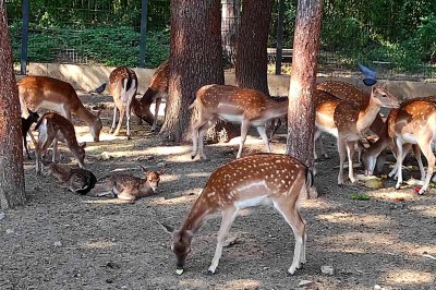 Неизвестни са срязали оградата на елените в зоопарка в Хасково