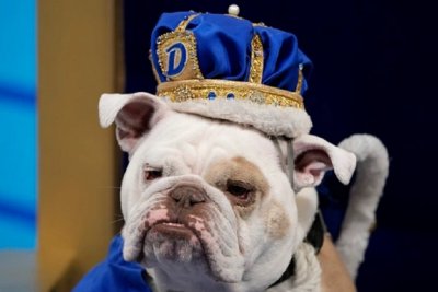 Кучето Пач спечели конкурса за най красив булдог на университета Дрейк