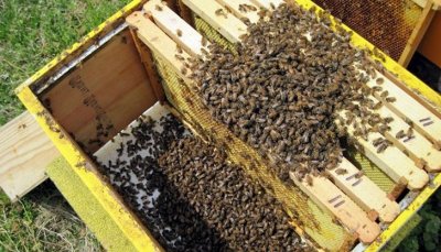 За мор по пчелите във врачанското село Нивянин съобщават собственици