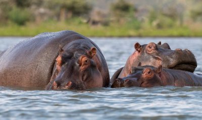 Хипопотамите на Пабло Ескобар са проблем (ВИДЕО)