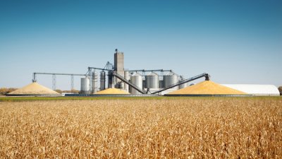 Цената на пшеницата на Чикагската стокова борса днес поевтинява за