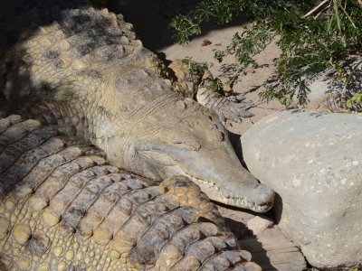 Крокодилите в Ориноко са застрашени от изчезване