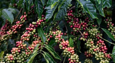 Голямото търсене на кафето на зърна от сорта Робуста