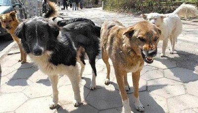 Над 35 000 са бездомните кучета в страната става ясно