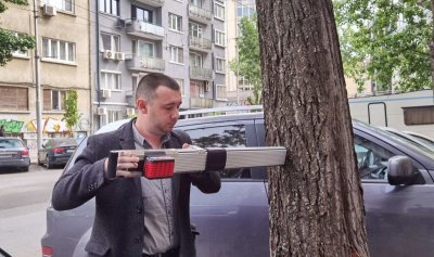 Подменят опасните тополи в София с чинари